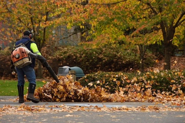 Raked lawn and piled leaves after a fall yard cleanup